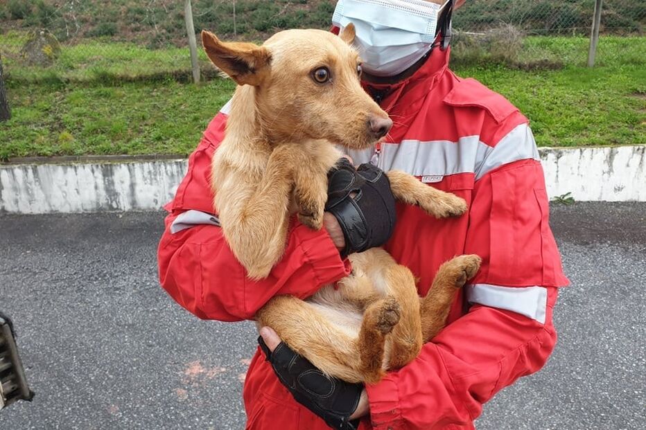 Bombeiros de Arcos de Valdevez salvam cão em central de recolha do lixo