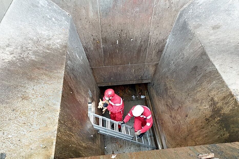 Bombeiros de Arcos de Valdevez salvam cão em central de recolha do lixo