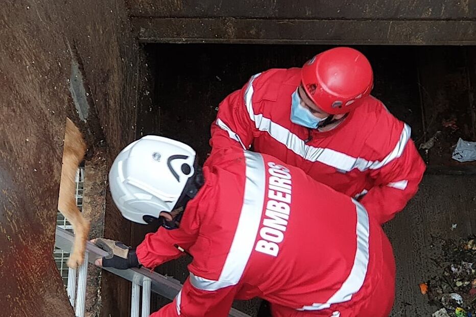 Bombeiros de Arcos de Valdevez salvam cão em central de recolha do lixo