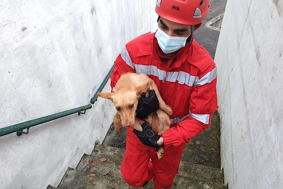 Bombeiros de Arcos de Valdevez salvam cão em central de recolha do lixo
