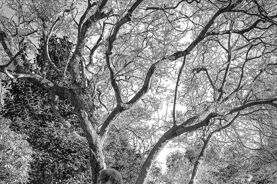 Harry e Meghan vão ser pais