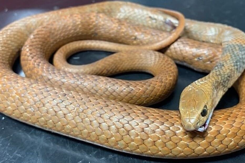 Gato 'Arthur' salvou crianças de ataque de cobra