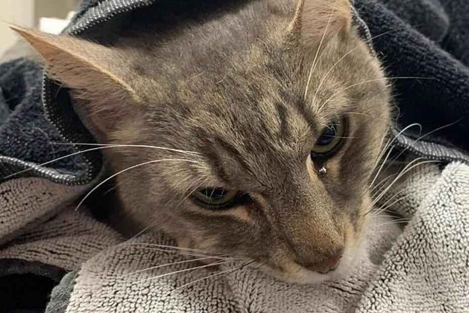 Gato 'Arthur' salvou crianças de ataque de cobra