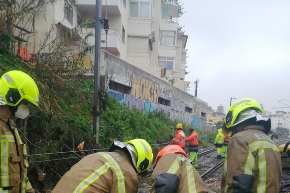 Queda de árvore em Cascais