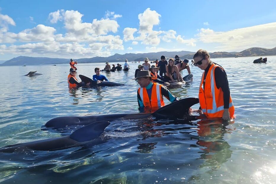 Baleias-piloto encalhadas na Nova Zelândia