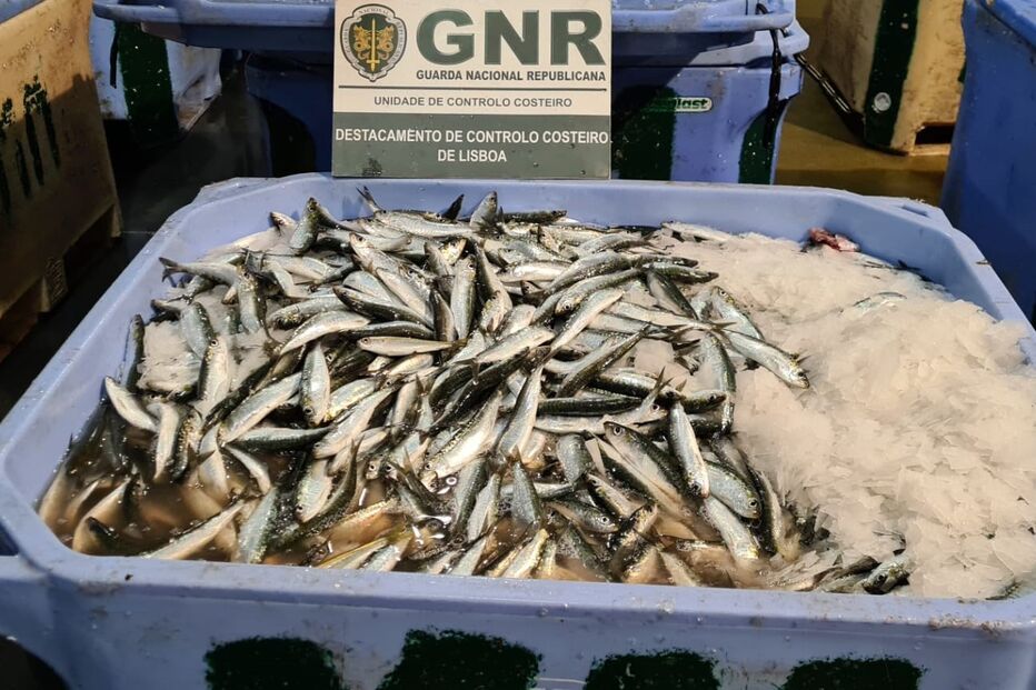 GNR apreende quase cinco toneladas de sardinha em Sesimbra