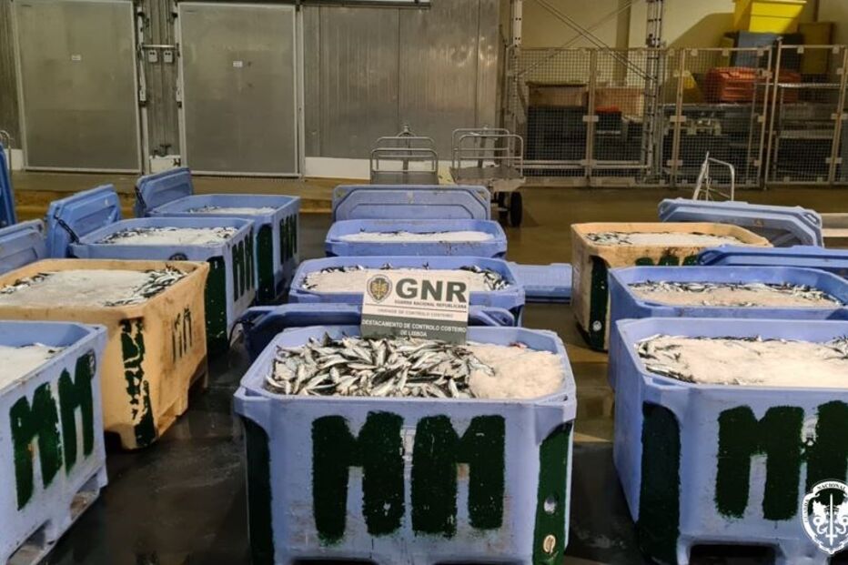 GNR apreende quase cinco toneladas de sardinha em Sesimbra