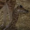 Cria de girafa nasce no Badoca Park