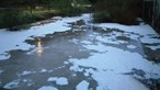 Ambientalistas denunciam 'vil ataque com poluição química' no rio Alviela