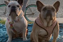 Os cães de Lady Gaga