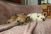 Os cães de Lady Gaga