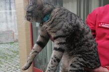 Bombeiros de Baião resgatam gato 