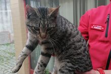 Bombeiros de Baião resgatam gato 