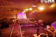 GNR desmantela rede de tráfico de droga em Vila do Conde