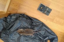 Praga, ratos, casas, Reino Unido