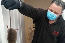 Pragas de ratos invadem casas e ruas de Londres durante confinamento