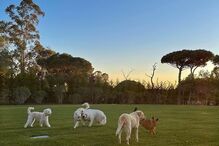 As cadelas de Sara no Algarve.jpg