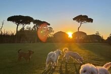 Os caes de Sara Carreira.jpg