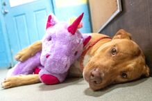 Sisu: O cão que se apaixonou por um unicórnio cor de rosa e o roubou cinco vezes de loja 