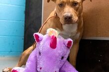 Sisu: O cão que se apaixonou por um unicórnio cor de rosa e o roubou cinco vezes de loja 