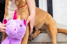 Sisu: O cão que se apaixonou por um unicórnio cor de rosa e o roubou cinco vezes de loja 