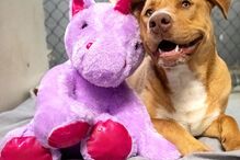 Sisu: O cão que se apaixonou por um unicórnio cor de rosa e o roubou cinco vezes de loja 