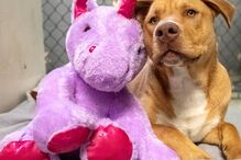 Sisu: O cão que se apaixonou por um unicórnio cor de rosa e o roubou cinco vezes de loja 