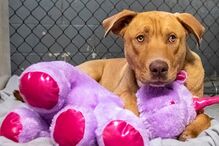 Sisu: O cão que se apaixonou por um unicórnio cor de rosa e o roubou cinco vezes de loja 