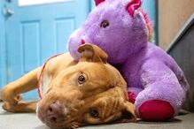 Sisu: O cão que se apaixonou por um unicórnio cor de rosa e o roubou cinco vezes de loja 