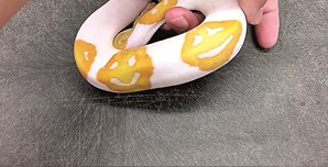 Cobra pitão com uma pele sorridente 