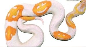 Cobra pitão com uma pele sorridente 