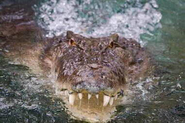 Crocodilo