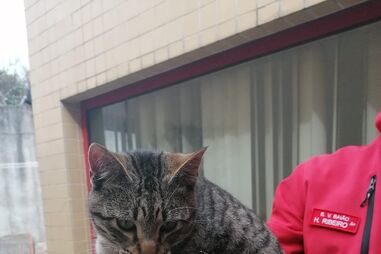 Bombeiros de Baião resgatam gato 