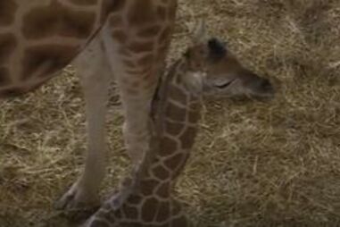 Cria de girafa nasce no Badoca Park em Santigo do Cacém