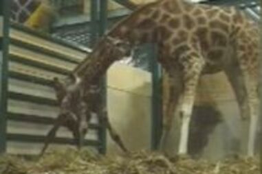 Badoca Park dá as boas vindas a nova cria de girafa