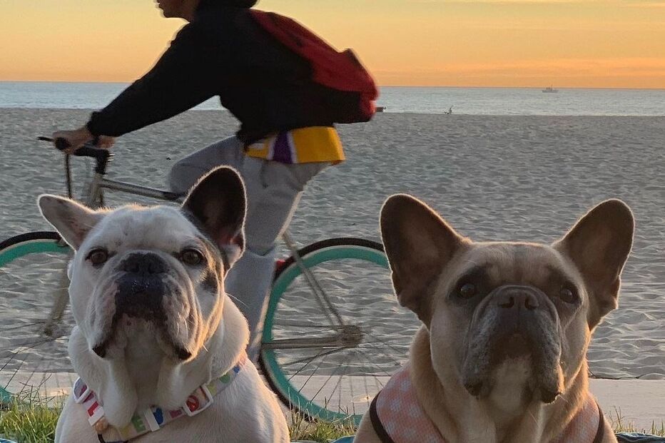 Os cães de Lady Gaga