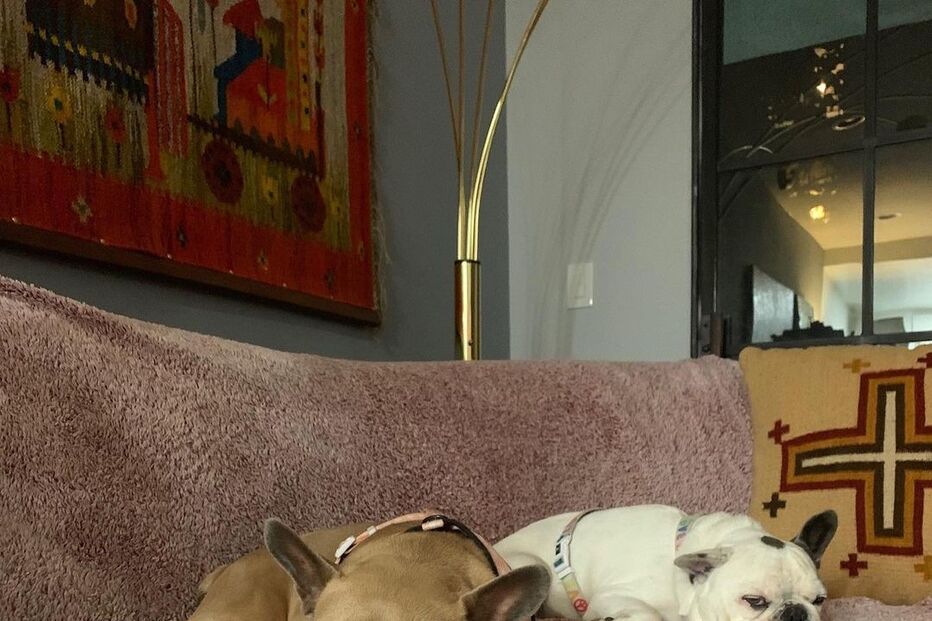 Os cães de Lady Gaga