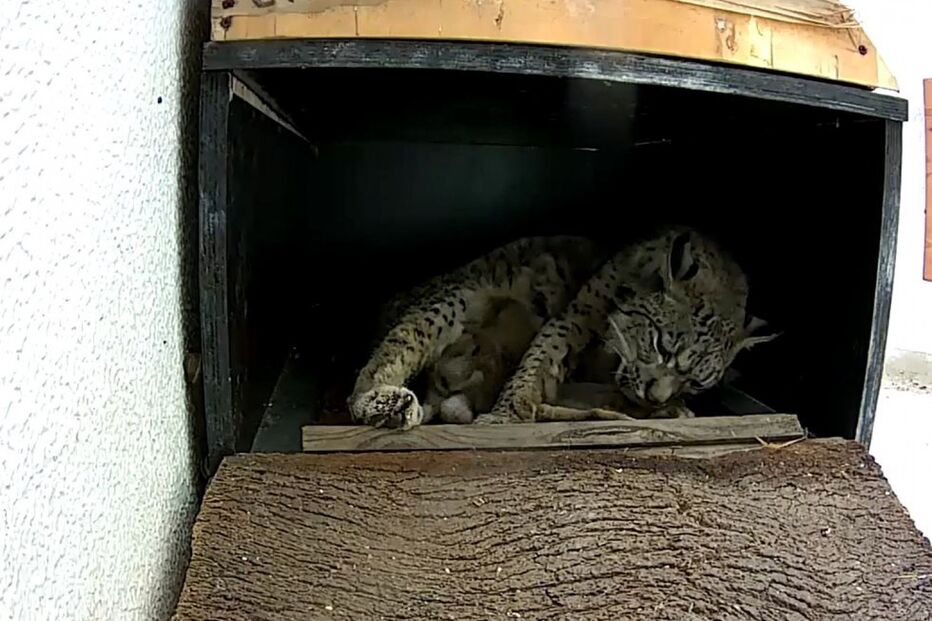 Juromenha deu à luz três crias