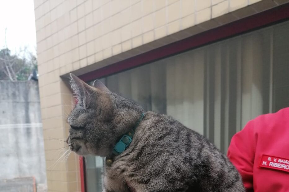Bombeiros de Baião resgatam gato 
