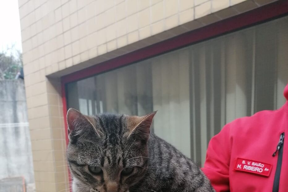 Bombeiros de Baião resgatam gato 