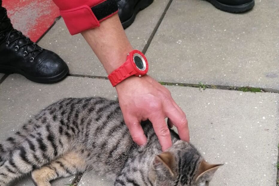Bombeiros de Baião resgatam gato 