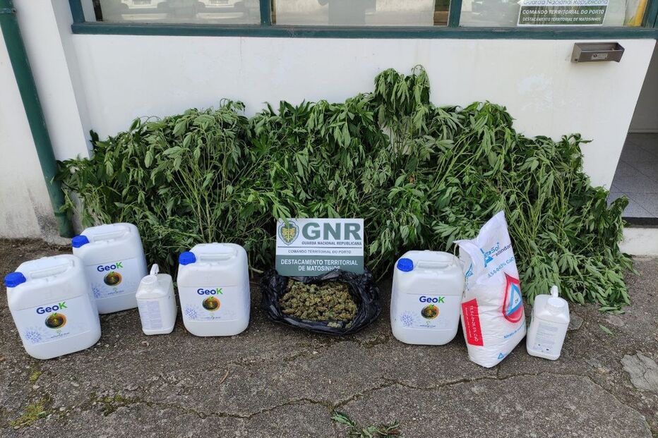 GNR desmantela rede de tráfico de droga em Vila do Conde
