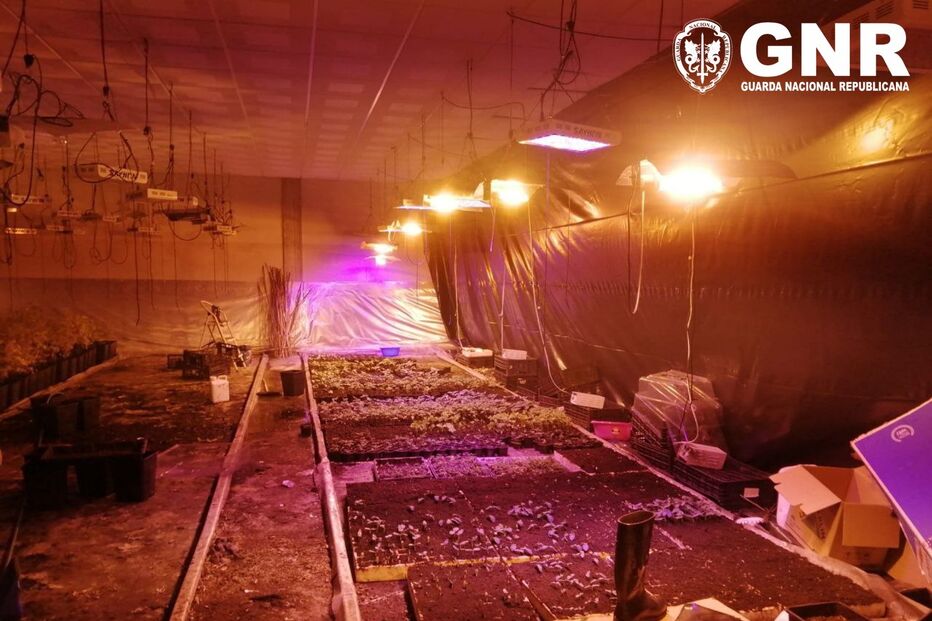 GNR desmantela rede de tráfico de droga em Vila do Conde