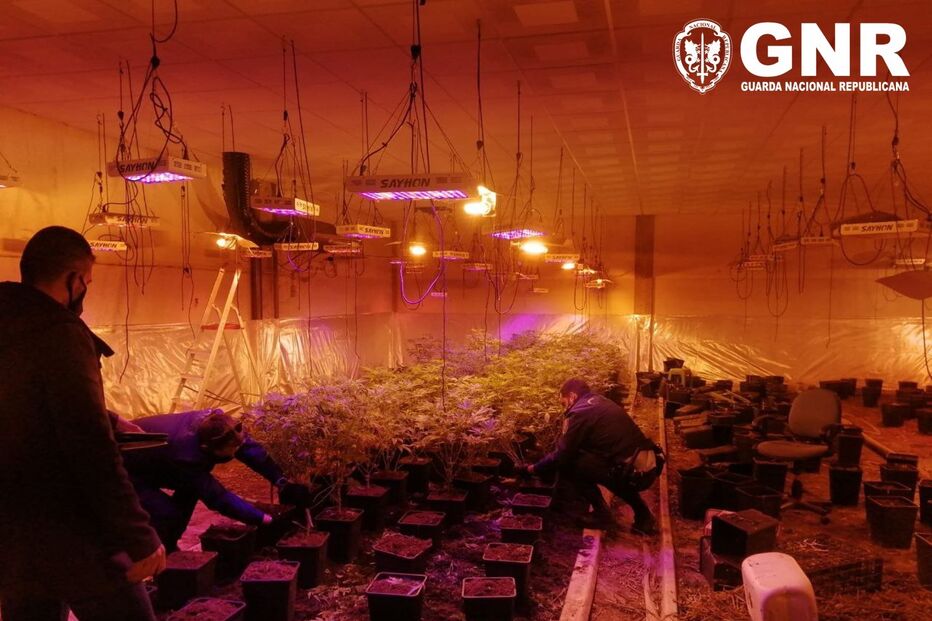 GNR desmantela rede de tráfico de droga em Vila do Conde