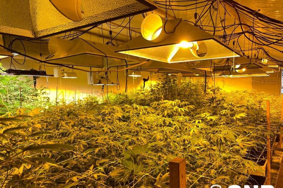 Apreensão de canábis em Coruche