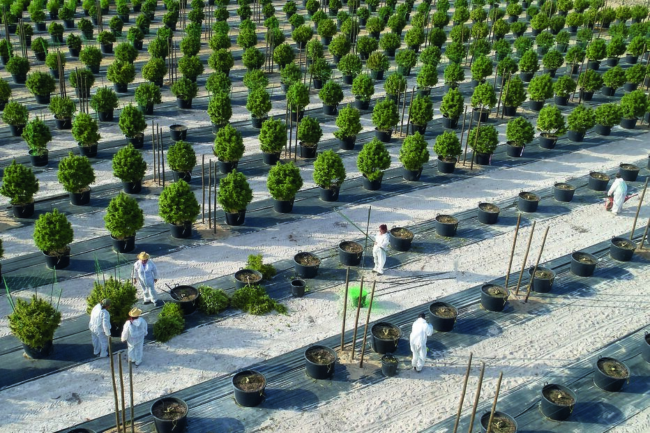 Tilray tem 5 hectares de plantação de canábis em Cantanhede. Empresa cultiva planta em Portugal desde 2017  