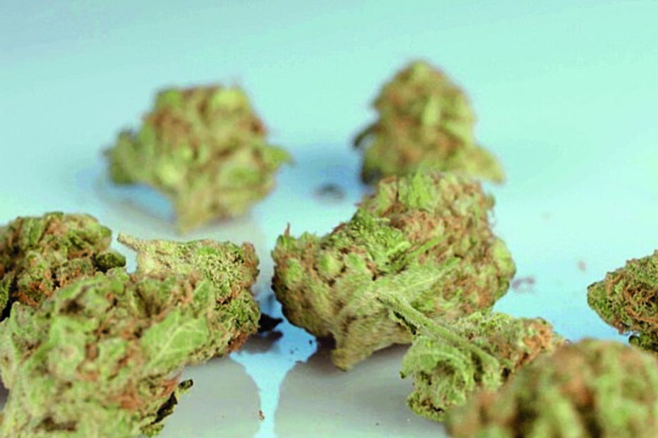 Canábis para uso medicinal  