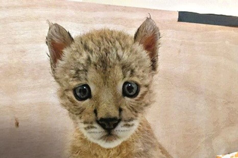 CNRLI cuida das pequenas crias   