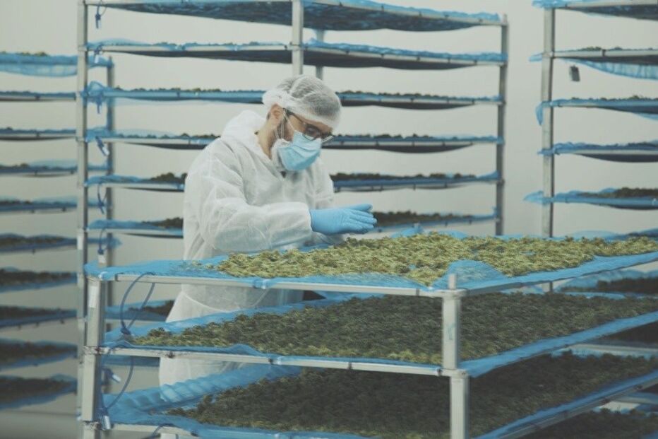 Canábis para fins medicinais 