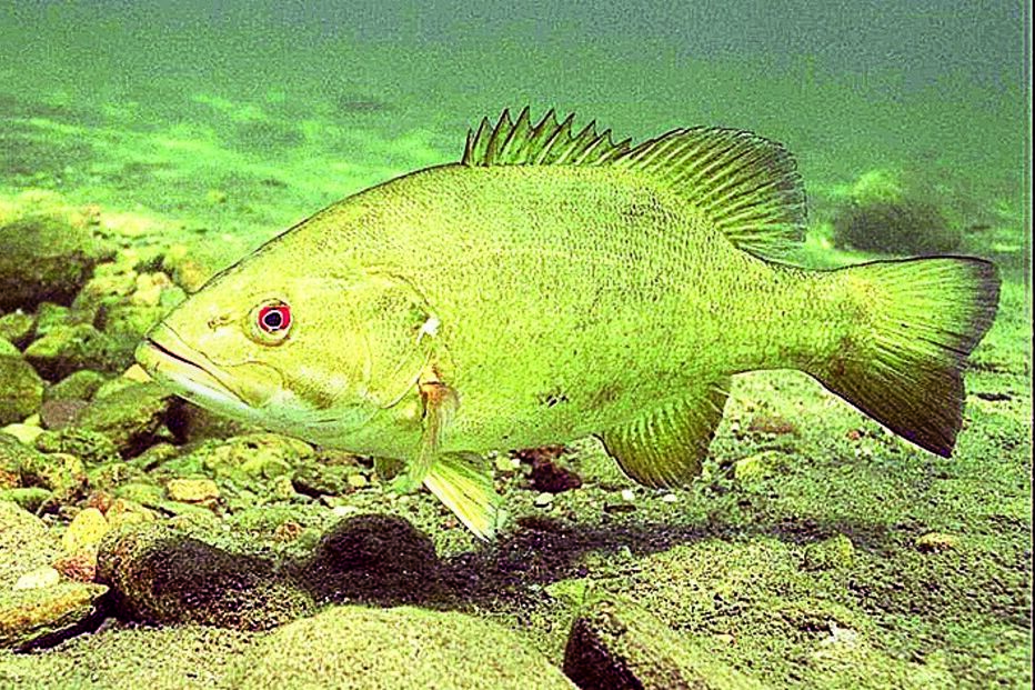 Robalo recordista pescado no Montana 